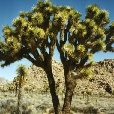Joshua Tree N.P.