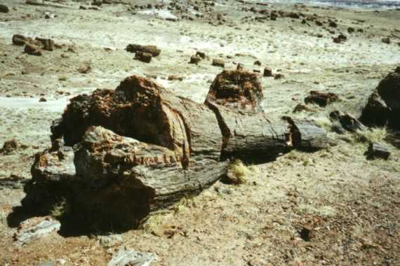 Petrified Forest N.P.