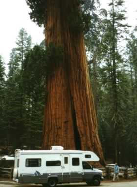 Sequoia N.P.