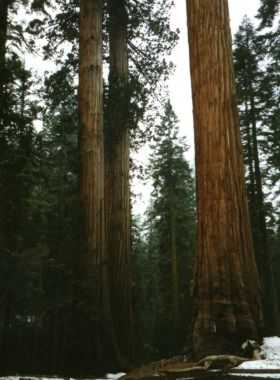 Sequoia N.P.
