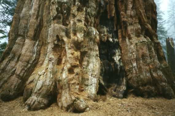 Sequoia N.P.