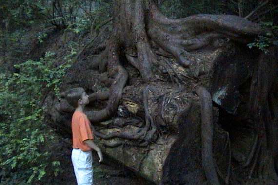 Redwood National Park