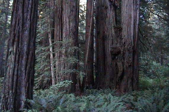 Redwood National Park