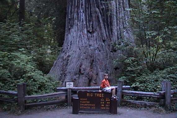 Redwood National Park