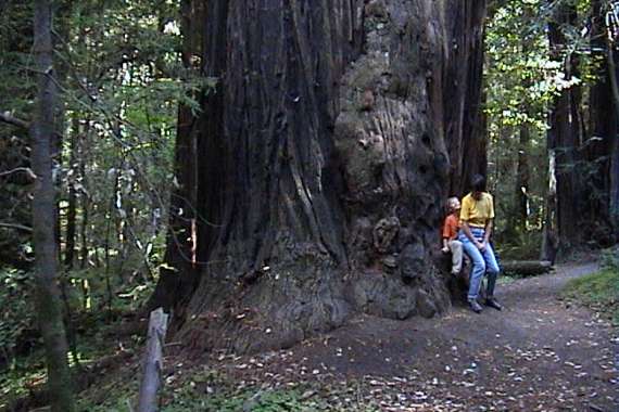 Humboldt Redwoods State Park