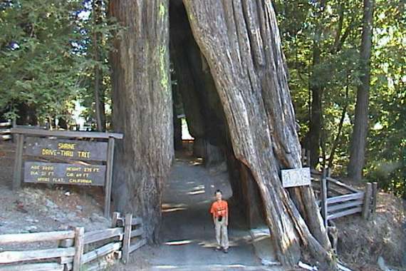 Humboldt Redwoods State Park