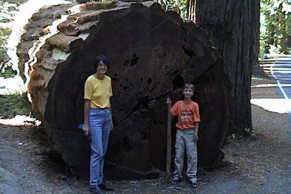 Humboldt Redwoods State Park